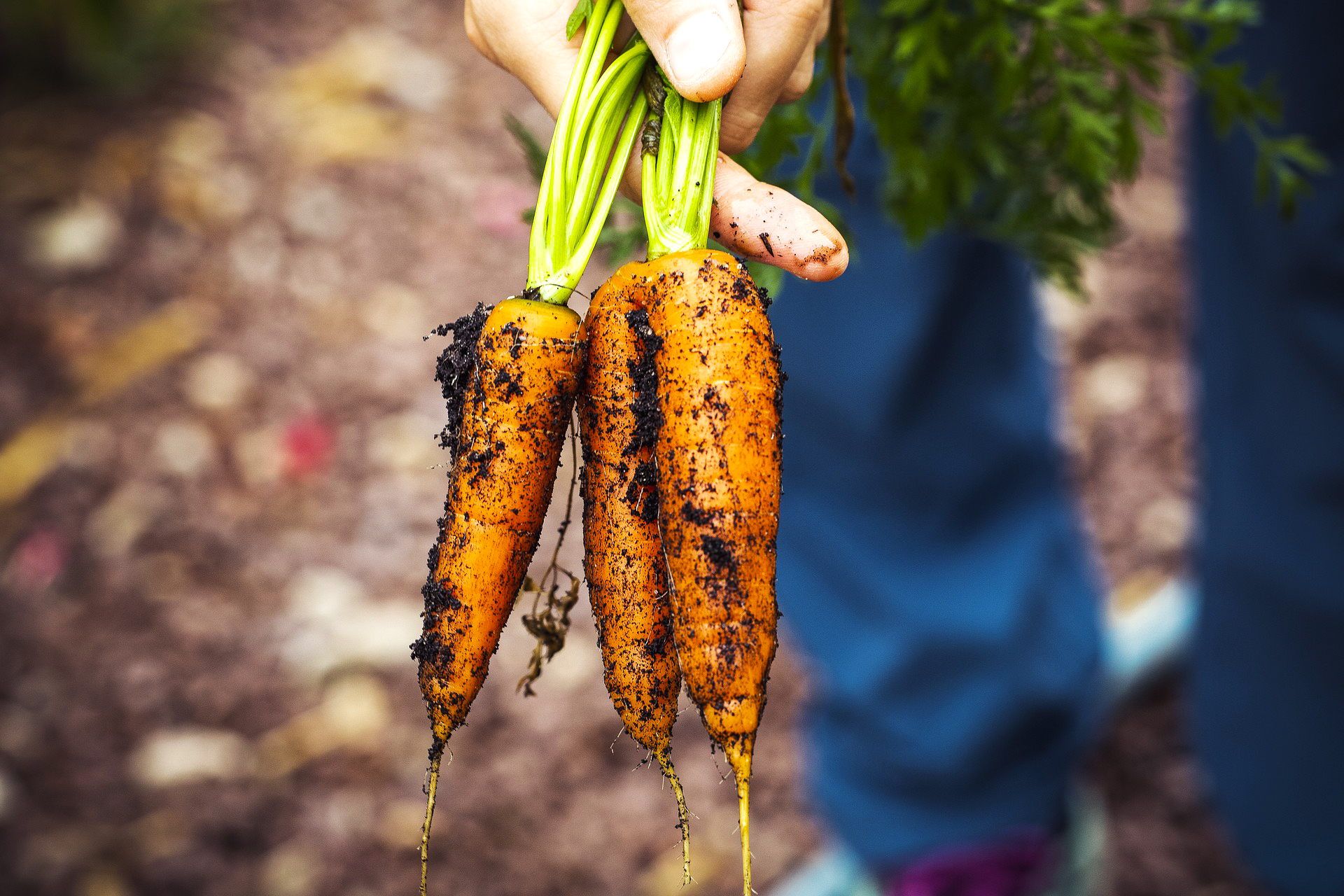 Urban Gardening